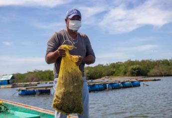 Se organizan buzos y pescadores para el fin de la veda del ostión