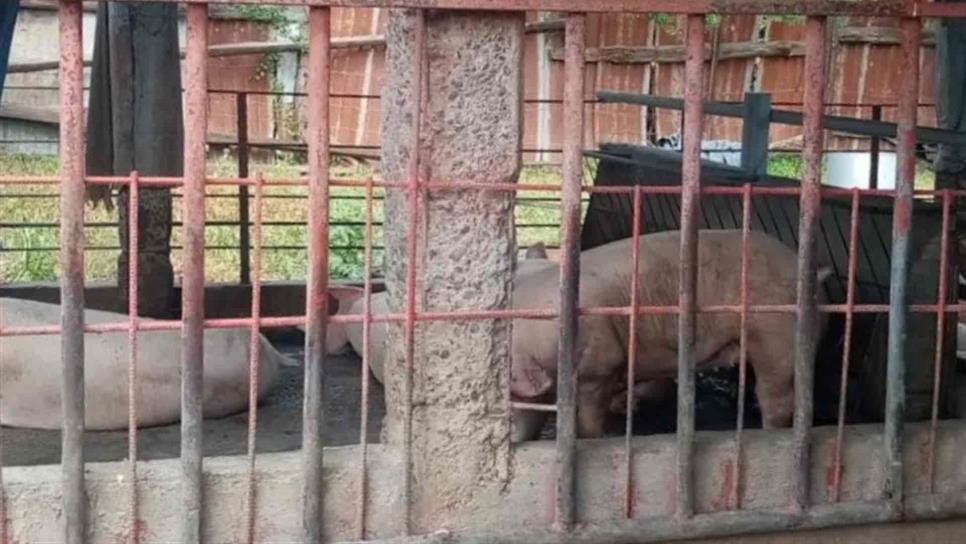 Entre malos olores por granja de cerdo viven vecinos de La Higuerita, Culiacán