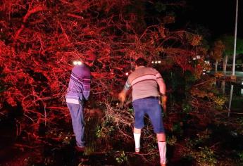 Vehículos y viviendas con daños tras caída de árboles por tormenta en Los Mochis