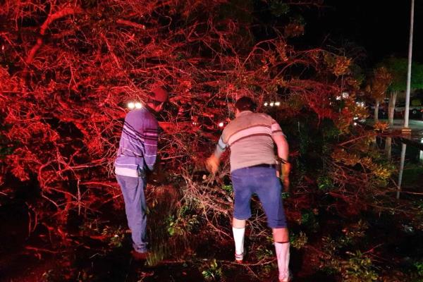 Vehículos y viviendas con daños tras caída de árboles por tormenta en Los Mochis