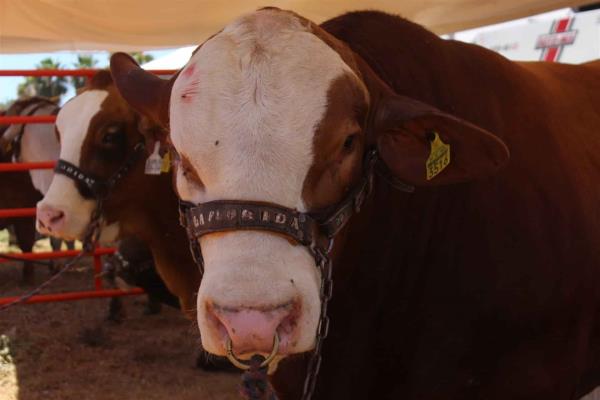 Ganaderos piden al próximo Gobierno recuperar el Estatus Zoosanitario