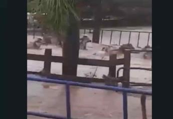 Inicia recuento de daños en la ganadería de Mazatlán