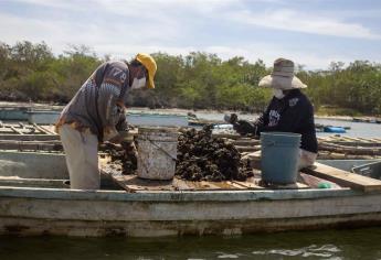 Se levanta la veda de ostión para Sinaloa