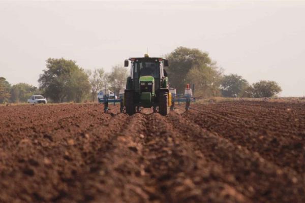 Frijol y hortalizas, los primeros cultivos en el norte de Sinaloa