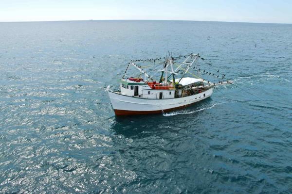 Pesca en México se encuentra en buen estado: Inapesca