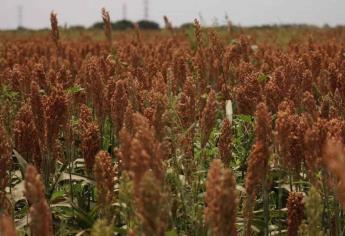 Sinaloa espera establecer 100 mil hectáreas de sorgo