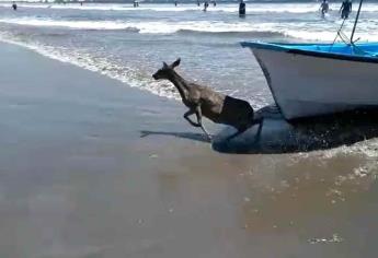 Rescatan a venado del mar