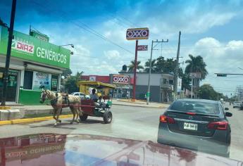 Piden buenos tratos a los caballos que jalan las calandrias en Eldorado