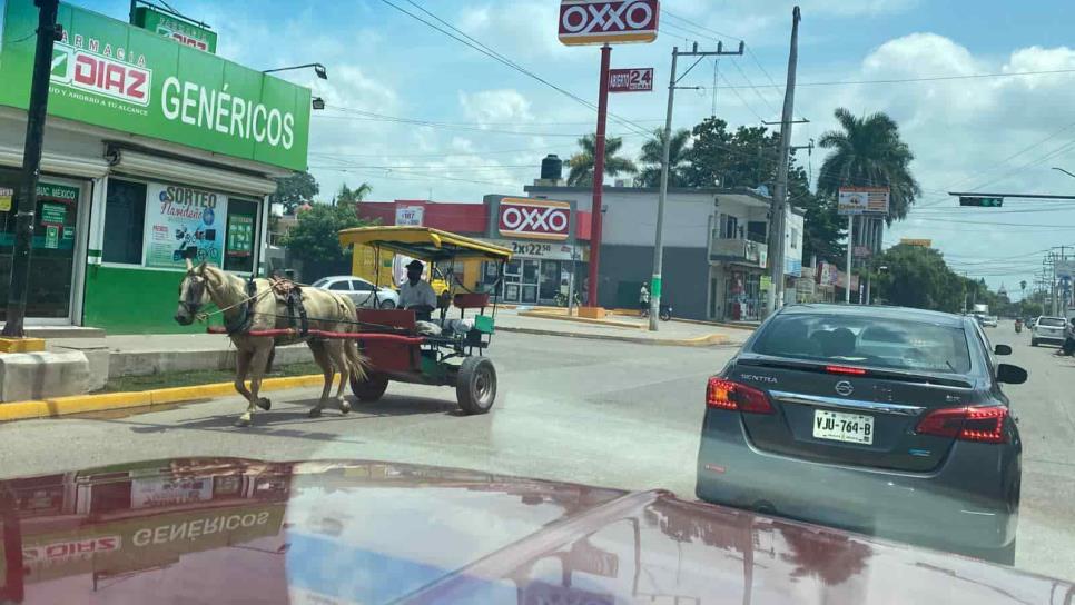 Piden buenos tratos a los caballos que jalan las calandrias en Eldorado