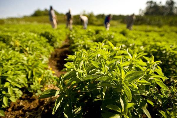 Sinaloa, con alto potencial para cultivar de stevia