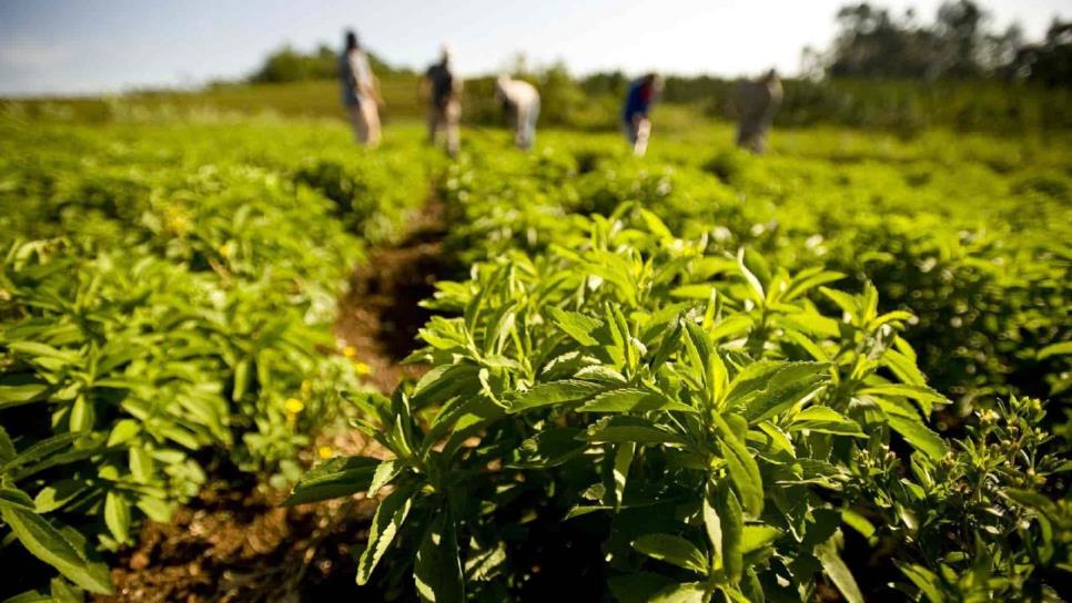 Como esperanzador, califica Serapio Vargas el aumento al presupuesto para producción agrícola