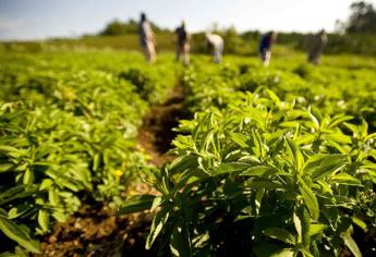 «El peor problema de la agricultura es que no hay créditos»: CAP