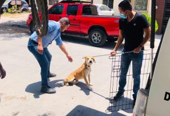 Sinaloa, libre de la rabia desde hace más de 36 años: SSa