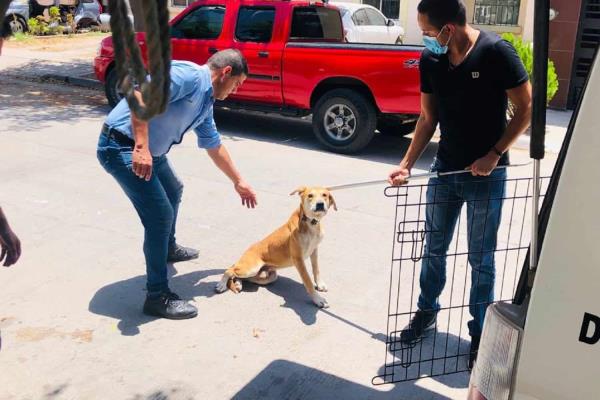 Sinaloa, libre de la rabia desde hace más de 36 años: SSa