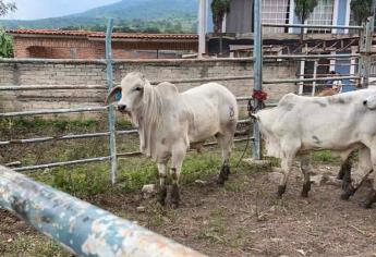 Acusan ganaderos trabas en el Rastro Municipal de Mazatlán