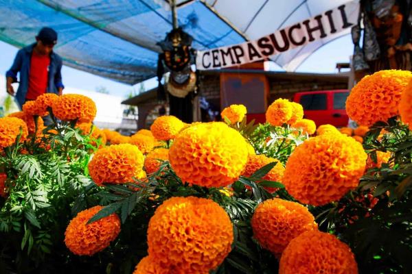La esperanza de los vendedores de cempasúchil regresa junto al Día de Muertos