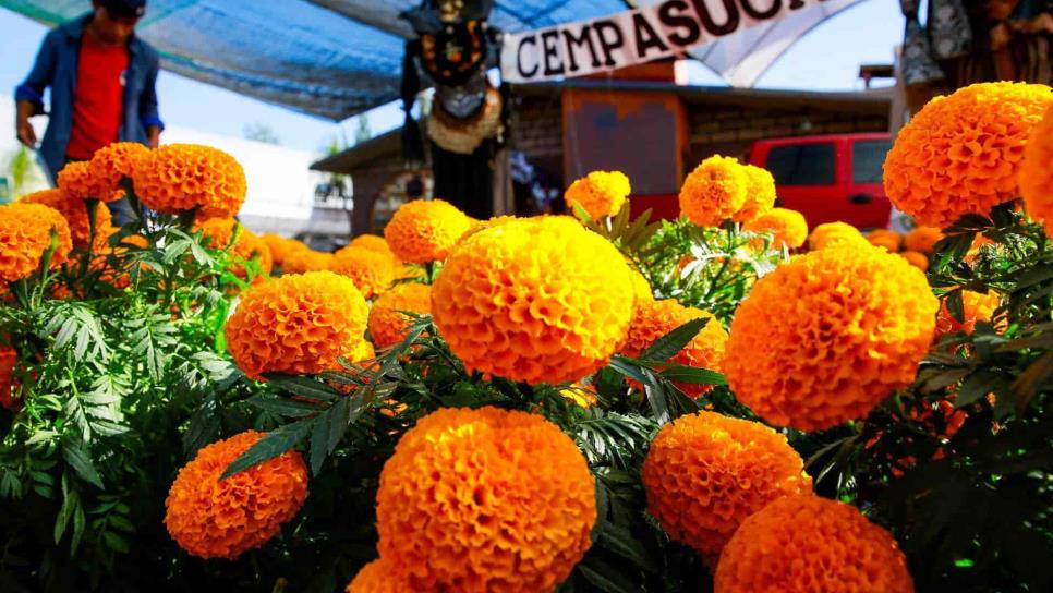 La esperanza de los vendedores de cempasúchil regresa junto al Día de Muertos La esperanza de los vendedores de cempasúchil regresa junto al Día de Muertos