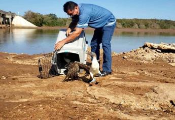 Libera a pájaros Bobo de Patas Azules y otras especies en Mazatlán