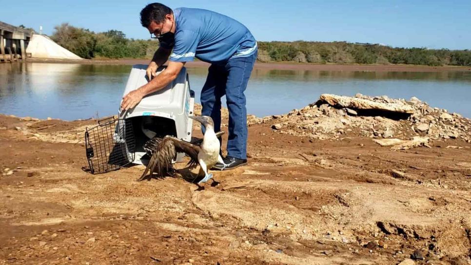 Libera a pájaros Bobo de Patas Azules y otras especies en Mazatlán