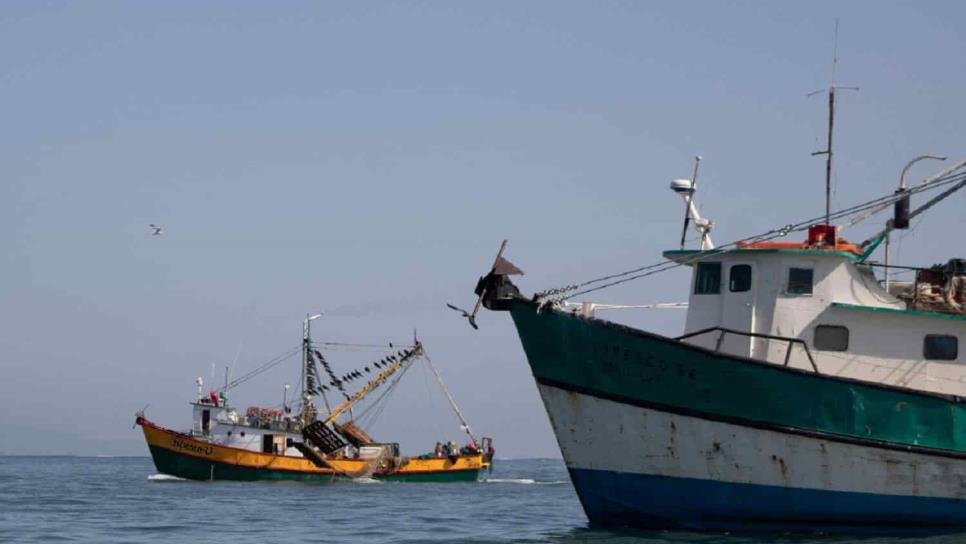 Aún no hay fecha para levantamiento de la veda de camarón en Sinaloa