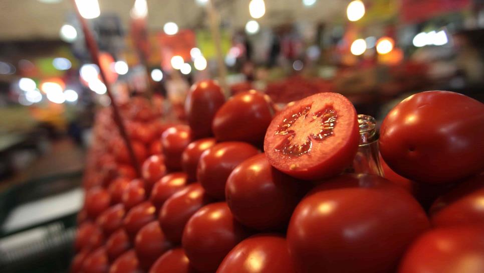 Tomate de Sinaloa en riesgo, aranceles amenazan exportaciones a E.U.