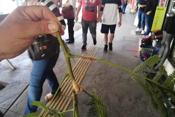 Plaga de gusanos «quemadores» afecta a locatarios del Centro de Los Mochis