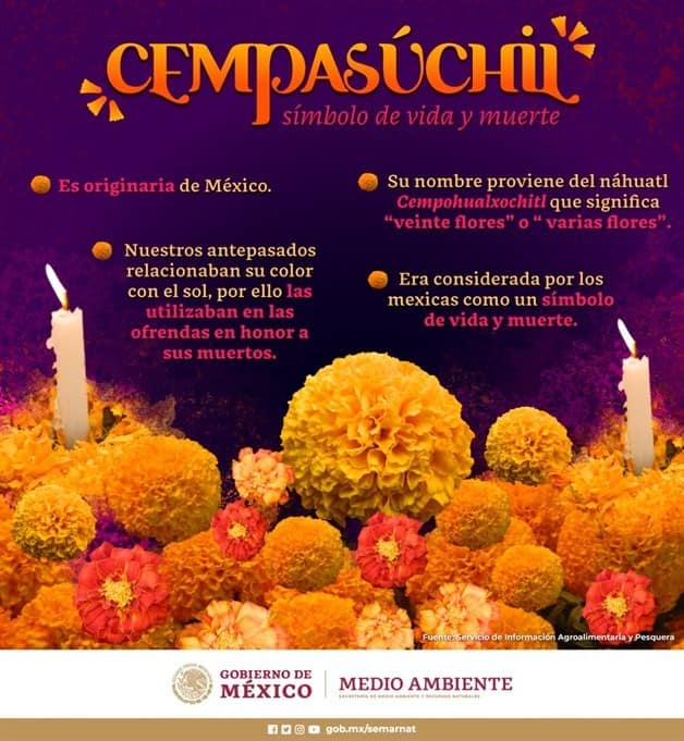 La flor de cempasúchil más allá del Día de Muertos | Luz Noticias