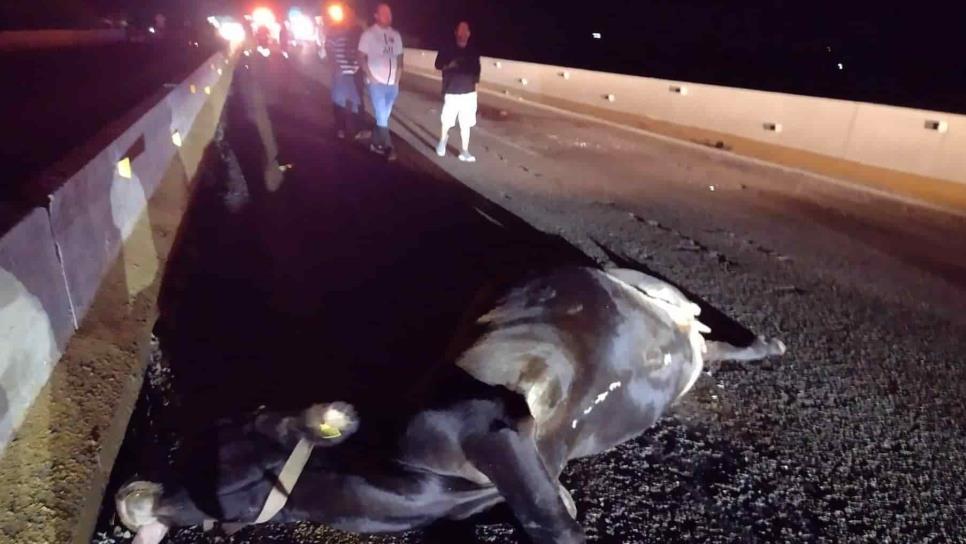 Vacas provocan volcadura en «La Costera»