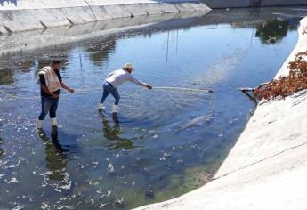 Capturan cocodrilo en arroyo de la colonia Lico Velarde, en Mazatlán