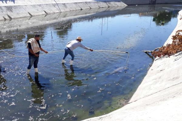 Capturan cocodrilo en arroyo de la colonia Lico Velarde, en Mazatlán