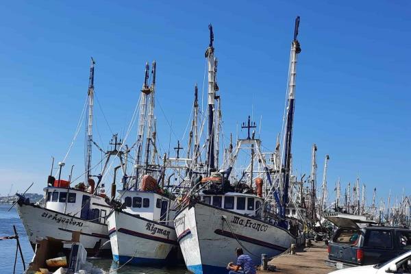 Bajas capturas reportan camaroneros de Mazatlán luego de primer viaje