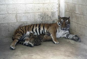 Nacen cuatro cachorros de tigre de bengala en zoológico de Ciudad Juárez, Chihuahua