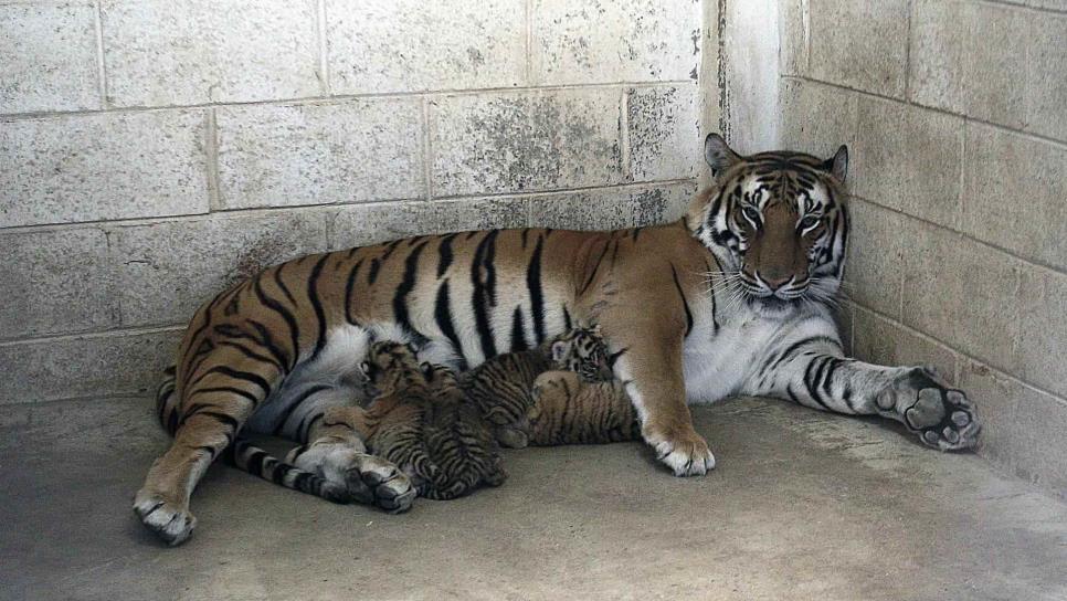 Nacen cuatro cachorros de tigre de bengala en zoológico de Ciudad Juárez, Chihuahua