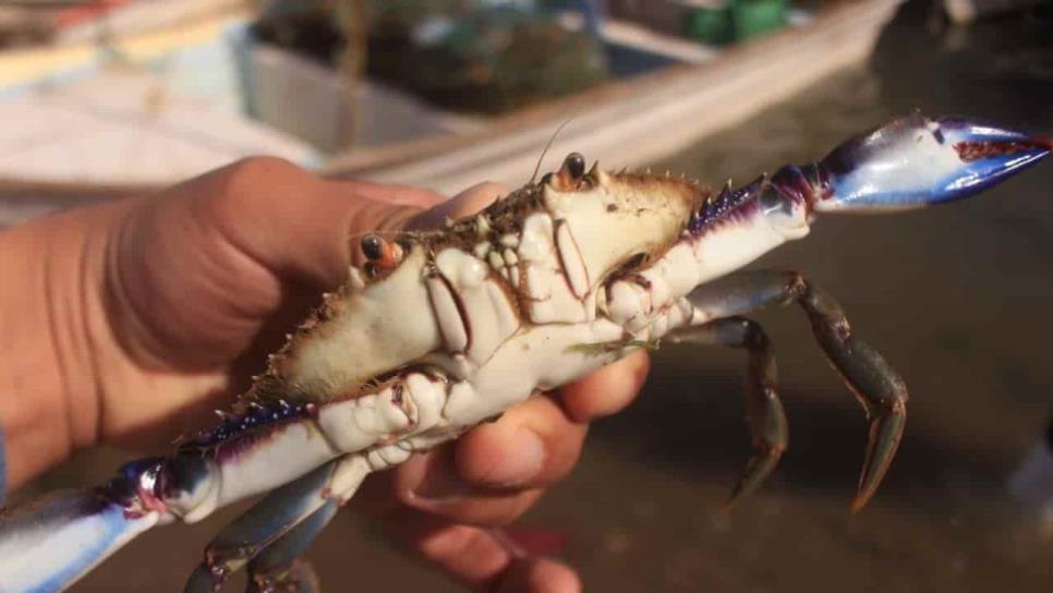 No hay jaiba en campos pesqueros de Sinaloa: pescadores