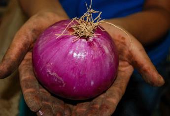 Aporta México una de cada 50 toneladas de cebolla que se consumen en el mundo