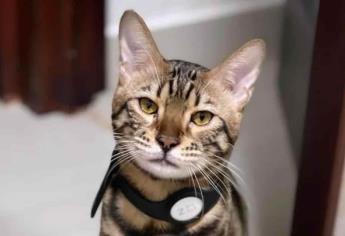 Ofrecen $20 mil de recompensa por «Zeus», gato bengalí perdido en Culiacán