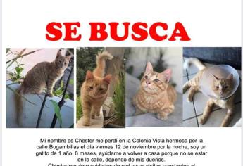 ¡Otro gatito perdido! Ofrecen 5 mil pesos de recompensa por encontrar a «Chester»