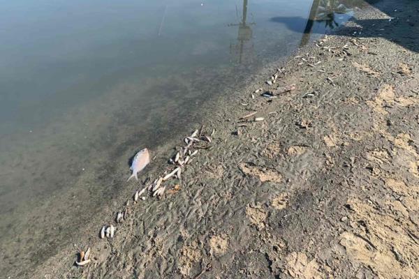 Lamentan daño ambiental y a la salud por vertimientos de aguas negras al mar