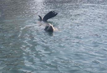 Atiende Acuario Mazatlán a lobo marino reportado herido en Playa Norte