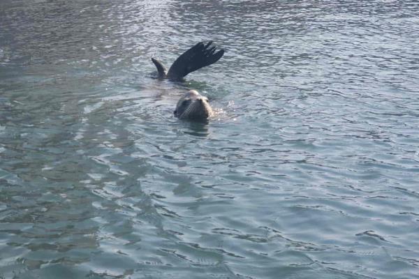 Atiende Acuario Mazatlán a lobo marino reportado herido en Playa Norte