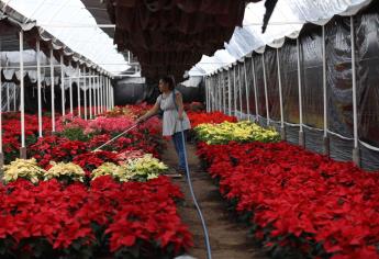 Garantizan productores abasto de flor de Nochebuena en México