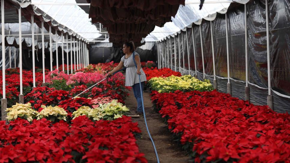 La flor de Nochebuena anuncia unas fiestas más alegres para estas navidades