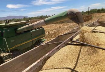 Baja precio de maíz y trigo