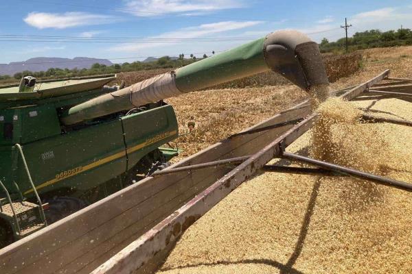 Baja precio de maíz y trigo