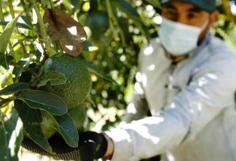 EE.UU. autoriza la importación de aguacate Hass de Jalisco