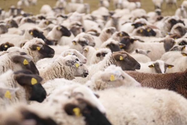 Exportación de ganado ovino impulsará ganadería en Sinaloa