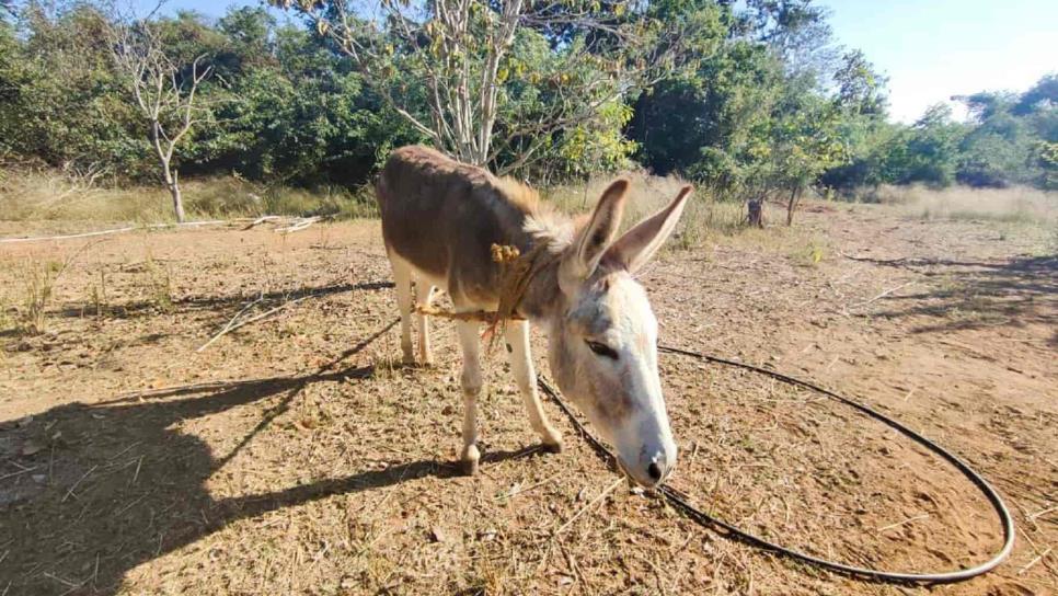El burro está en peligro de extinción y en Sinaloa quieren evitarlo El burro está en peligro de extinción y en Sinaloa quieren evitarlo