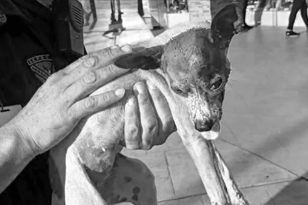 Acusan a guardia de golpear a la perrita «Princesa»; muere horas después