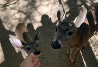 Animales de El Venadario se están muriendo de hambre, piden apoyo para alimentarlos