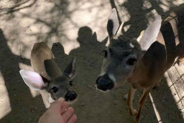 Animales de El Venadario se están muriendo de hambre, piden apoyo para alimentarlos